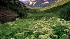 Landscapes white Colorado Bells forests National