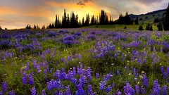 Landscapes Wildflowers bluebells