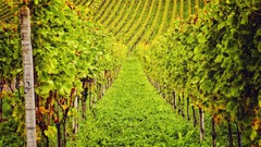 Landscapes wine Plants switzerland Alps Europe grapes fields