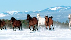 Landscapes winter Animals Horses