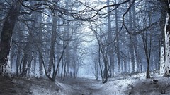 Landscapes winter forests multiscreen
