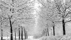 Landscapes winter paths