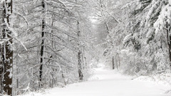 Landscapes winter snow