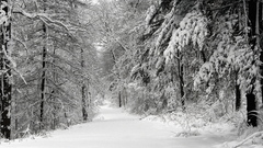 Landscapes winter snow