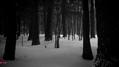 Landscapes winter snow forests