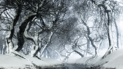 Landscapes winter snow Trees