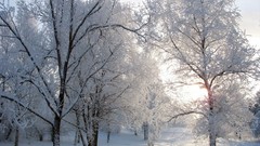 Landscapes winter snow Trees