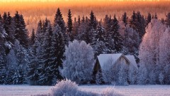 Landscapes winter snow Trees