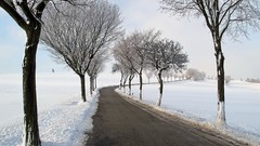 Landscapes winter snow Trees