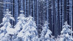 Landscapes winter snow Trees
