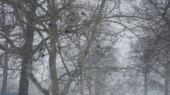 Landscapes winter snow Trees