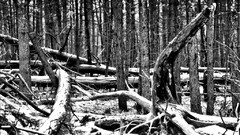 Landscapes winter snow-white