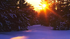 Landscapes winter sun forests
