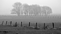 Landscapes winter Trees fog