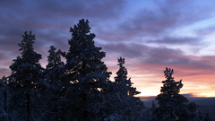 Landscapes winter Trees nature