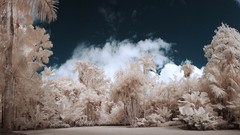 Landscapes yellow Wonderland Ed