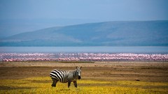 Landscapes zebras