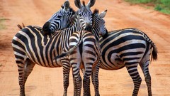 Landscapes zebras national geographic