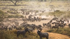 Landscapes zebras national geographic