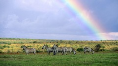 Landscapes zebras rainbows skyscapes