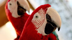 Langkawi Parrots red color