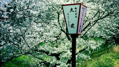 Lanterns street lights flowered trees