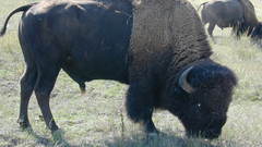 Large bison