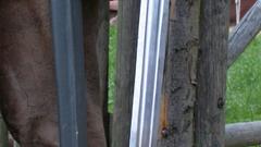 Late century reproduction long