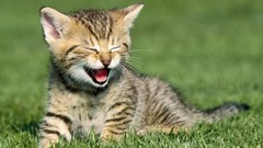Laughing cats funny