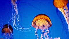 Lava Lamp jellies Aquarium