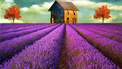 Lavender old house fields digital art