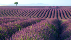 Lavender purple flowers Landscapes