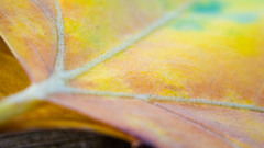 Leaf autumn colors nature