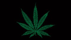 Leaf drugs marijuana