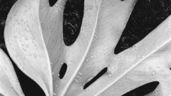 Leaf file upload attempt