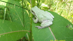 Leaf Frogs