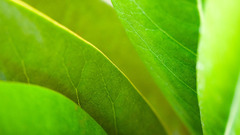 Leaf Green nature