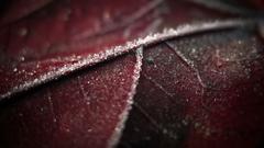 Leaf ice crystals
