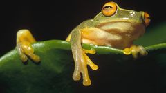 Leaf leaves Frogs amphibians