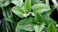 Leaf leaves mint flower