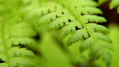 Leaf leaves Plants Ferns