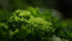Leaf leaves Plants Herbs