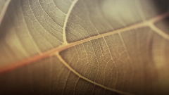 Leaf leaves Plants macro