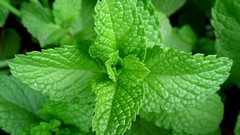 Leaf leaves Plants mint