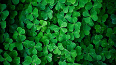 Leaf leaves Plants shamrock