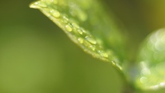 Leaf leaves Plants water