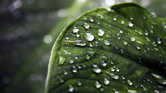 Leaf leaves water drops