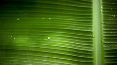 Leaf macro