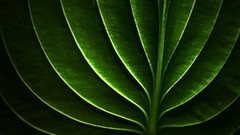 Leaf neon lamp digitalized