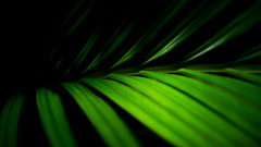 Leaf Plant Green color